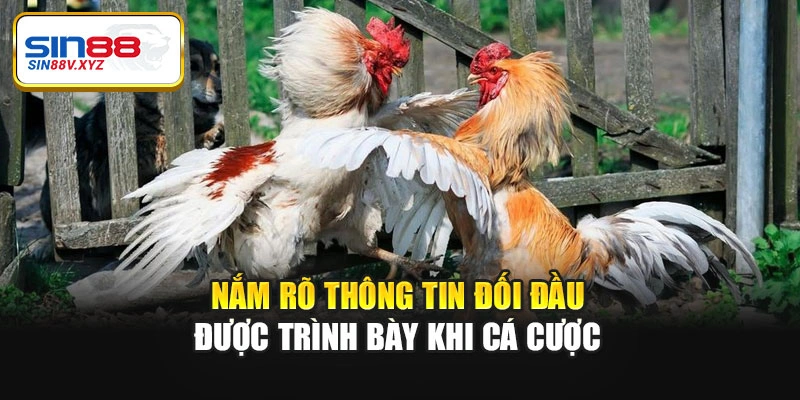 Nắm rõ thông tin đối đầu được trình bày khi cá cược