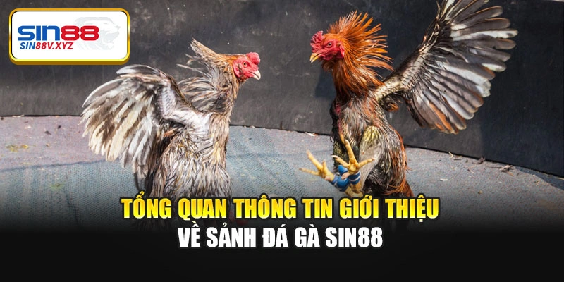 Tổng quan thông tin giới thiệu về sảnh đá gà Sin88